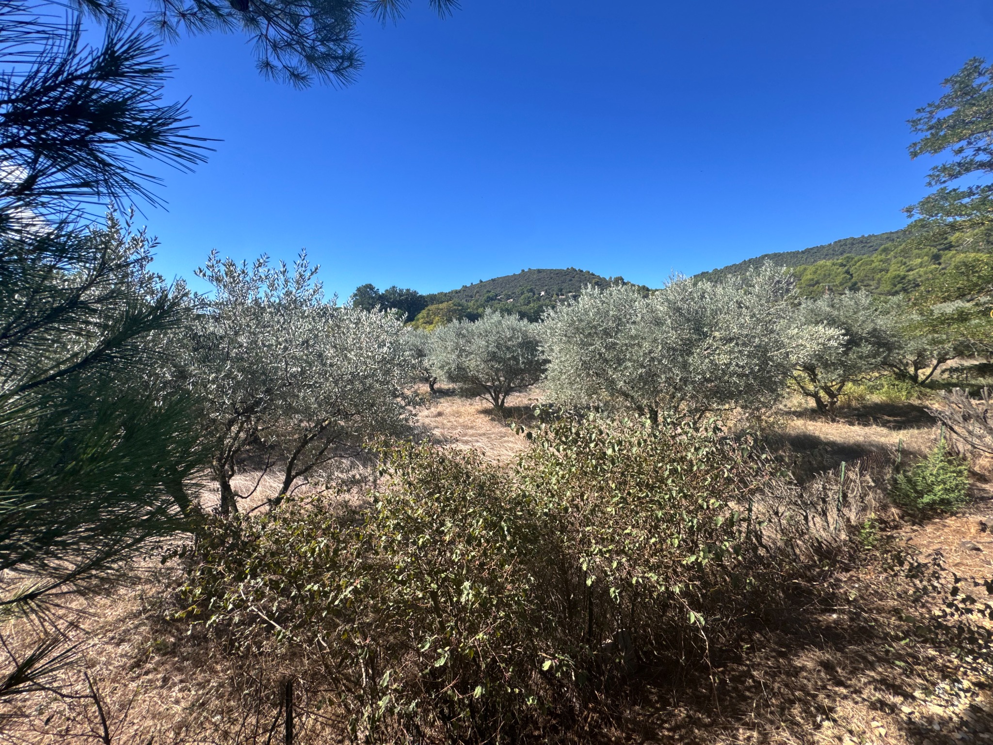 Maison T6 avec piscine et terrain  de 6 229 m² avec oliviers - Manosque - Réf. 544-AL - Photo 7